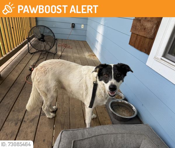 Found/Stray Female Dog last seen Portman rd, Montgomery County, TX 77306