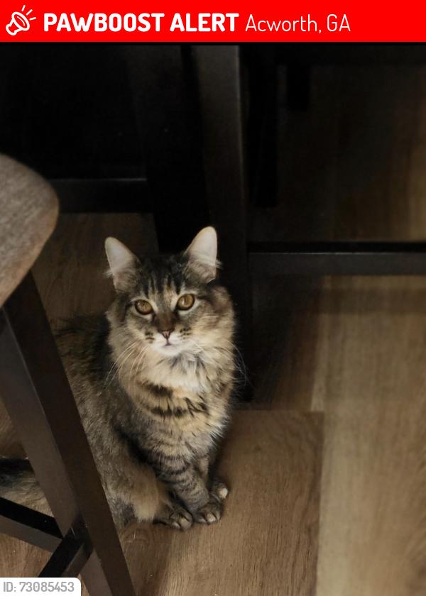 Lost Female Cat last seen Mcevers branch lane, Acworth, GA 30101