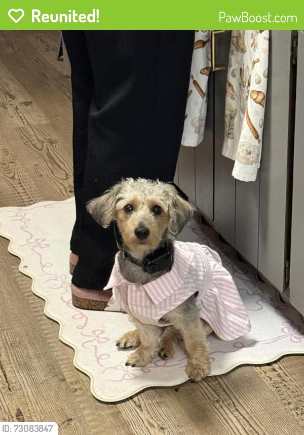 Reunited Female Dog last seen Near Dogwood Ln, Acworth, GA 30102, USA, Acworth, GA 30102