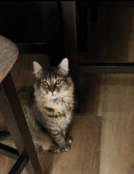 Lost Female Cat last seen Mcevers branch lane, Acworth, GA 30101