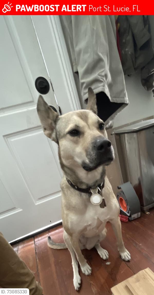 Lost Female Dog last seen Rio mar drive and east prima vista, Port St. Lucie, FL 34952