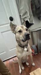Lost Female Dog last seen Rio mar drive and east prima vista, Port St. Lucie, FL 34952