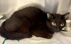 Shelter Stray Female Cat last seen Near Lawrenceville Hwy Decatur, 30033, 30033, GA, 3280 Chamblee Dunwoody Rd, Chamblee, GA 30341, USA
