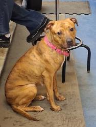 Found/Stray Female Dog last seen Blue Heron & Garden rd South side / industrial, West Palm Beach, FL 33404