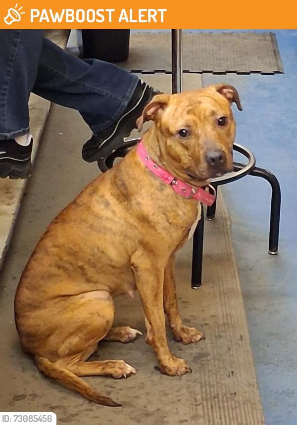 Found/Stray Female Dog last seen Blue Heron & Garden rd South side / industrial, West Palm Beach, FL 33404