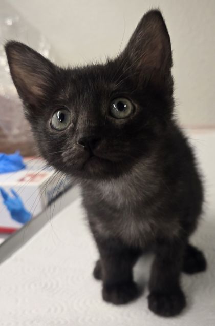 Shelter Stray Female Cat last seen Near w Dan Ronquillo Dr, FHAS (On Site), CA, 1510 W Dan Ronquillo Dr, Fresno, CA 93706, USA