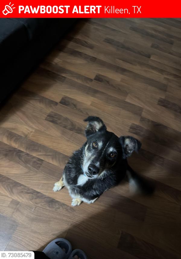 Lost Female Dog last seen Central Texas expressway, Killeen, TX 76549