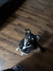 Lost Female Dog last seen Central Texas expressway, Killeen, TX 76549