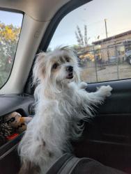 Found/Stray Female Dog last seen S Olsen Ave, Tucson, AZ, Tucson, AZ 85719