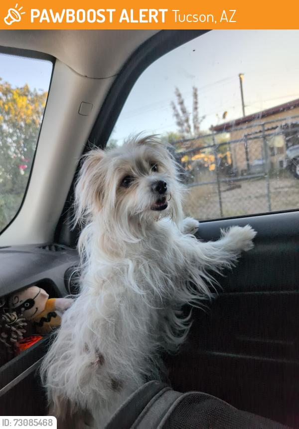 Found/Stray Female Dog last seen S Olsen Ave, Tucson, AZ, Tucson, AZ 85719