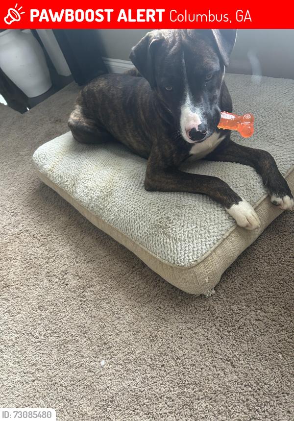 Lost Male Dog last seen near the old pratt and whitney building, Columbus, GA 31820