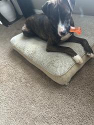 Lost Male Dog last seen near the old pratt and whitney building, Columbus, GA 31820