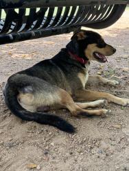 Found/Stray Male Dog last seen Woodlands Pwky, Magnolia, TX 77354