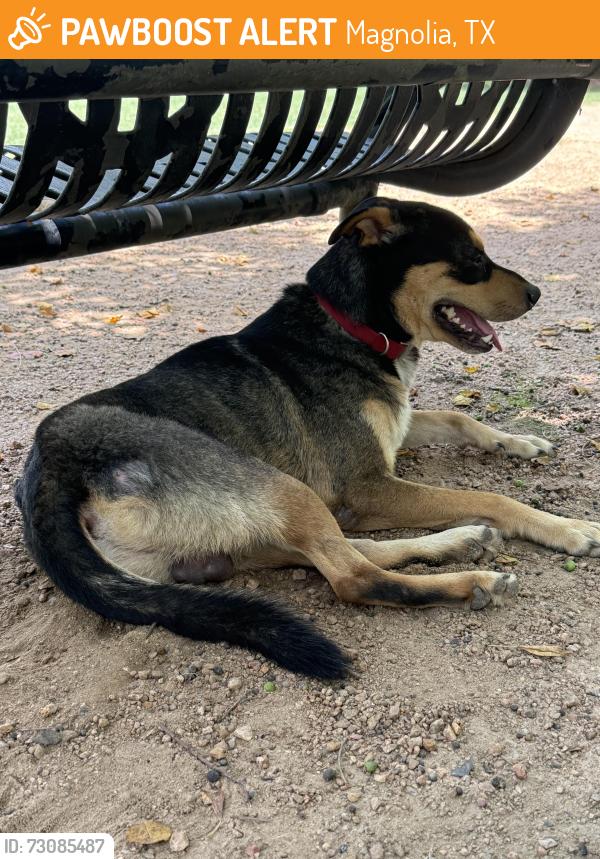 Found/Stray Male Dog last seen Woodlands Pwky, Magnolia, TX 77354