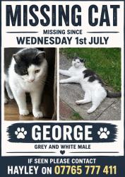 Lost Male Cat last seen Longley Lane, Wythenshawe, England 