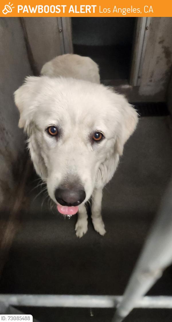 Found/Stray Male Dog last seen Sepulveda and Chatsworth, Los Angeles, CA 91345
