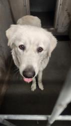 Found/Stray Male Dog last seen Sepulveda and Chatsworth, Los Angeles, CA 91345