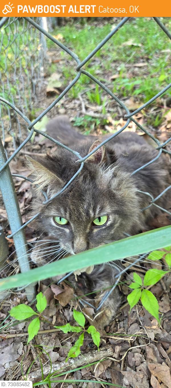 Found/Stray Unknown Cat last seen Oak Grove 6th St, Catoosa, OK 74015