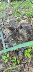 Found/Stray Unknown Cat last seen Oak Grove 6th St, Catoosa, OK 74015