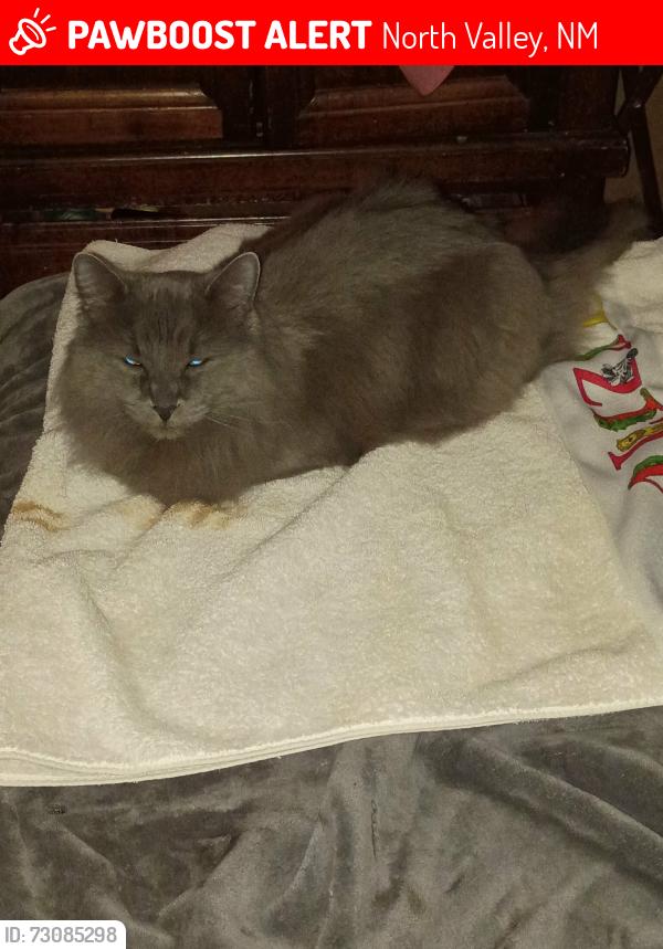 Lost Male Cat last seen 4th st an alameda, North Valley, NM 87114