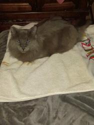 Lost Male Cat last seen 4th st an alameda, North Valley, NM 87114