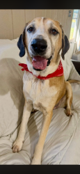 Lost Male Dog last seen Southside Baptist Chirch, Opp, AL 36467