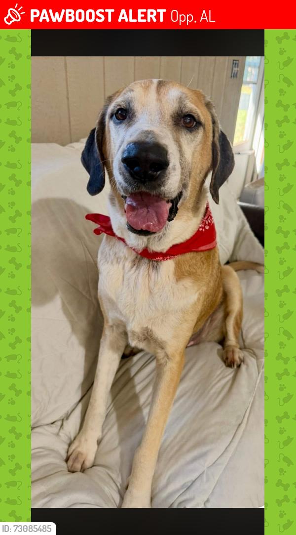 Lost Male Dog last seen Southside Baptist Chirch, Opp, AL 36467