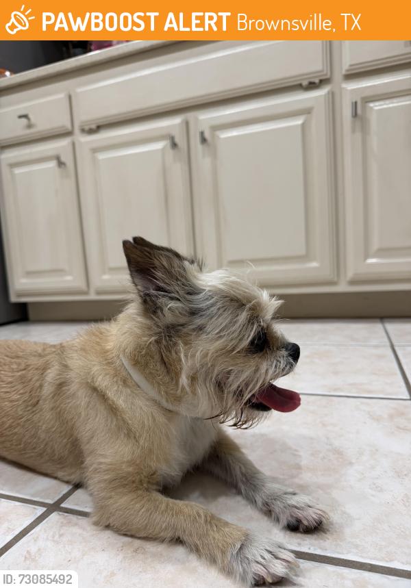 Found/Stray Female Dog last seen Brownsville country club, Brownsville, TX 78526