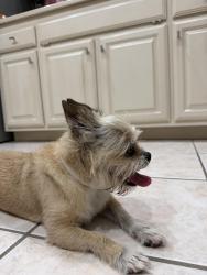 Found/Stray Female Dog last seen Brownsville country club, Brownsville, TX 78526