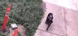 Found/Stray Unknown Dog last seen Roaming near w craig and woodlawn, San Antonio, TX 78201
