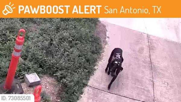 Found/Stray Unknown Dog last seen Roaming near w craig and woodlawn, San Antonio, TX 78201