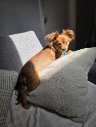 Lost Female Dog last seen Canyon Road, Tacoma, WA 98443