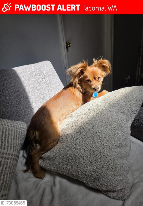 Lost Female Dog last seen Canyon Road, Tacoma, WA 98443