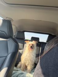 Found/Stray Male Dog last seen Loganwood, Centerville, OH 45458