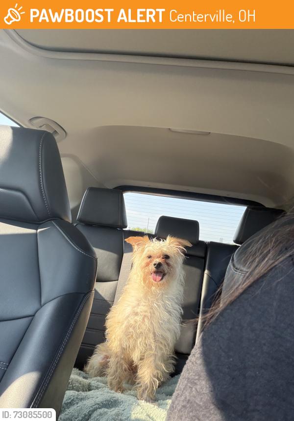 Found/Stray Male Dog last seen Loganwood, Centerville, OH 45458