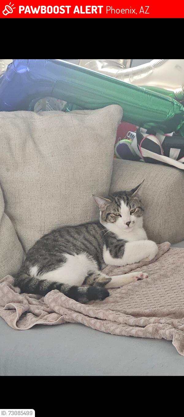 Lost Male Cat last seen 75th Ave and superior, Phoenix, AZ 85043