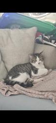 Lost Male Cat last seen 75th Ave and superior, Phoenix, AZ 85043