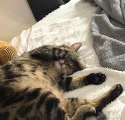 Lost Female Cat last seen Sam bass & Chisholm trail rd, Round Rock, TX 78681