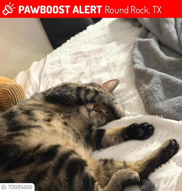 Lost Female Cat last seen Sam bass & Chisholm trail rd, Round Rock, TX 78681