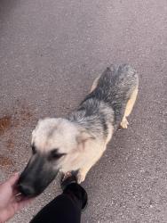 Found/Stray Female Dog last seen San Angel & Santa Lucia, Chaparral, NM 88081