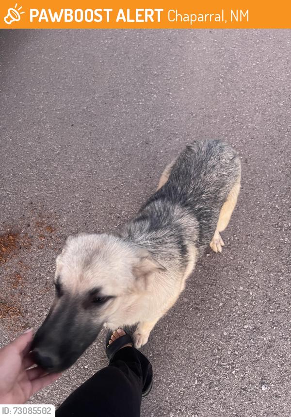 Found/Stray Female Dog last seen San Angel & Santa Lucia, Chaparral, NM 88081