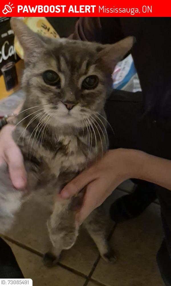 Lost Female Cat last seen Winding trail and silver spear, Mississauga, ON 