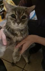 Lost Female Cat last seen Winding trail and silver spear, Mississauga, ON 