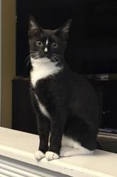 Reunited Female Cat last seen Hitchcock Ave and Mace Ave, Staten Island, NY 10306