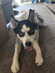 Reunited Male Dog last seen Dayton St, Aurora, CO, USA, Aurora, CO 80010