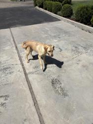 Found/Stray Male Dog last seen Ruth and Sunnyridge, Nampa, ID 83686