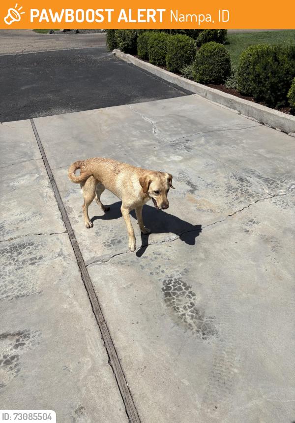Found/Stray Male Dog last seen Ruth and Sunnyridge, Nampa, ID 83686