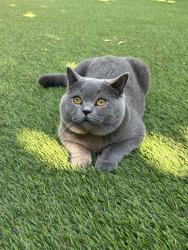 Lost Male Cat last seen Selby Lane, Redwood City, CA 94061