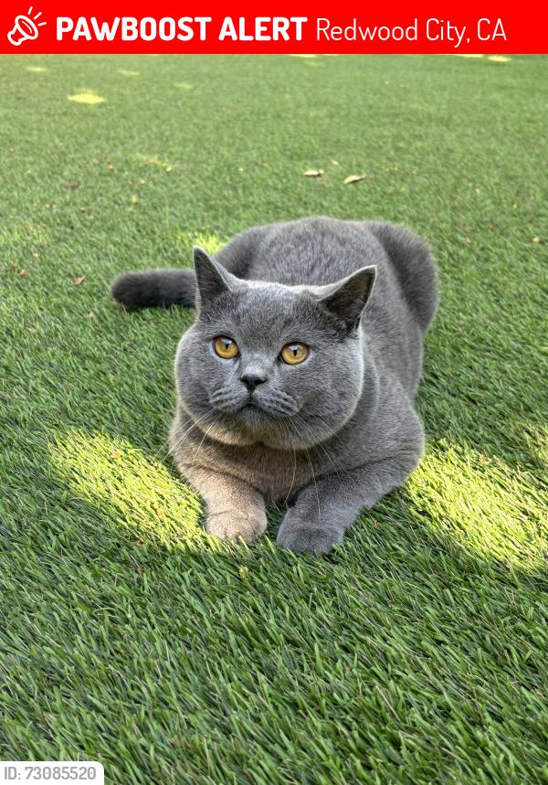 Lost Male Cat last seen Selby Lane, Redwood City, CA 94061