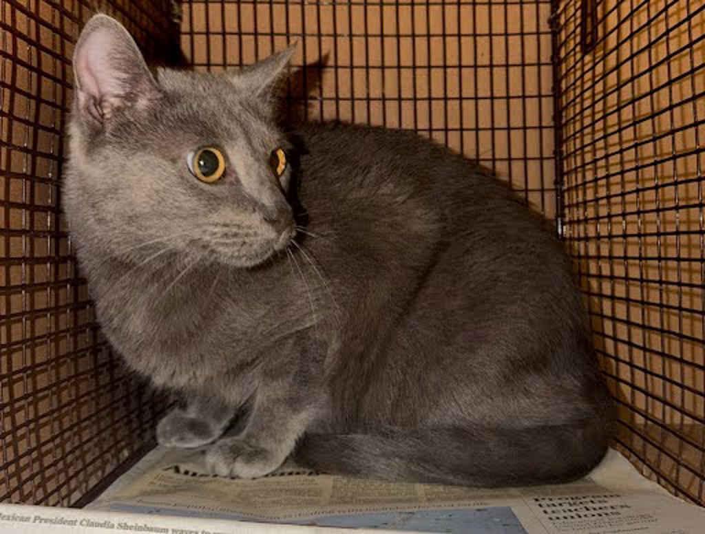 Shelter Stray Male Cat last seen AUSTIN, TX, 78724, 7201 Levander Loop bldg a, Austin, TX 78702, USA
